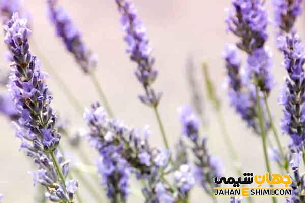 خواص و فواید اسانس اسطوخودوس چیست؟ کاربرد و قیمت خرید آن