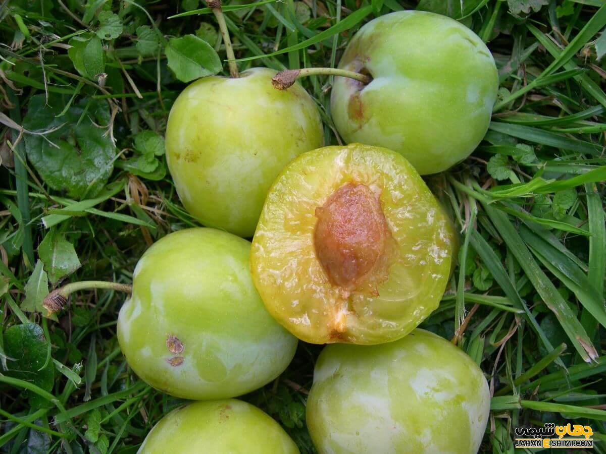 انواع گوجه سبز