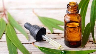 اسانس اکالیپتوس چیست و چه خواصی دارد؟