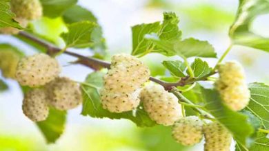 خواص اسانس توت سفید چیست؟ کاربرد و قیمت خرید آن