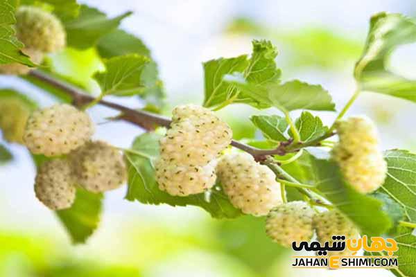 خواص اسانس توت سفید چیست؟ کاربرد و قیمت خرید آن