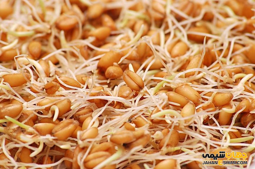 خواص جادویی پودر جوانه گندم که نمی دانید