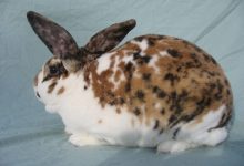 خرگوش آلمانی چیست و شرایط نگهداری از آن چگونه است؟