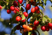 خواص اسانس زغال اخته چیست؟ کاربرد و قیمت خرید و فروش آن