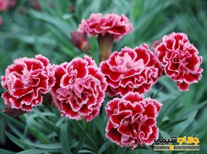 خواص درمانی بی نظیر گل میخک