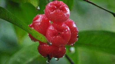 خواص سیب آبی (Blue apple) چیست و از فواید مصرف آن چه می دانید؟ 