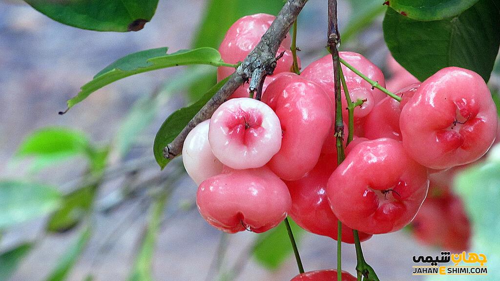 خواص سیب آبی برای مو