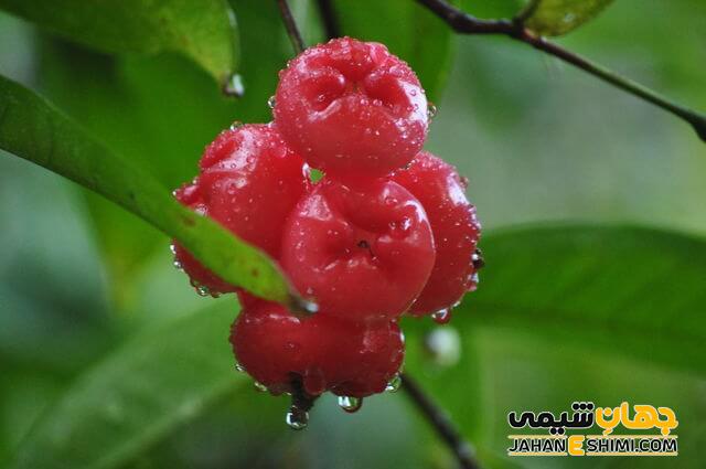 خواص سیب آبی برای پوست