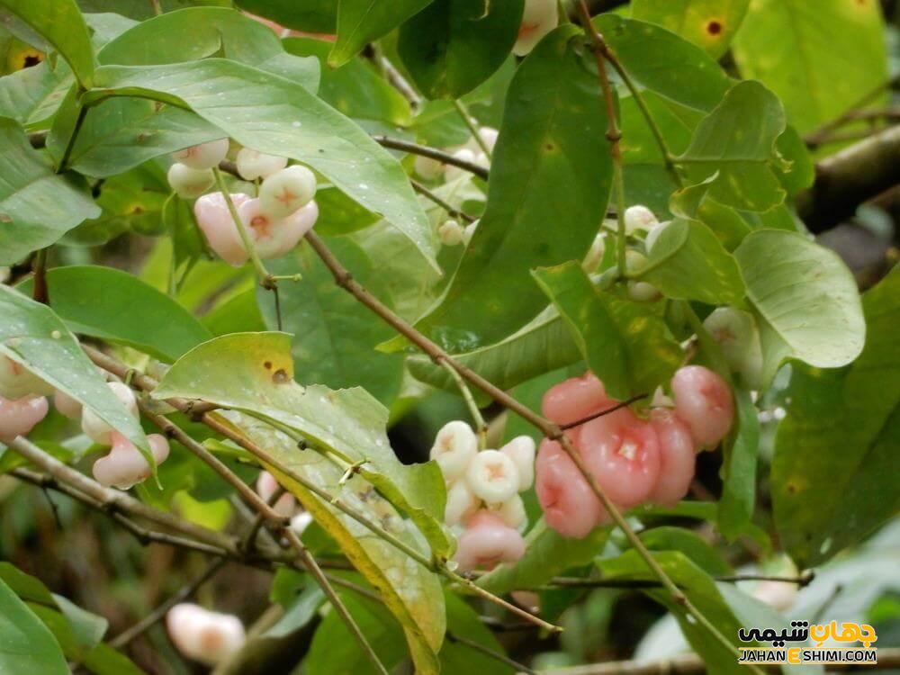 خواص سیب آبی و ارزش غذایی آن