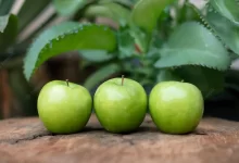 خواص گوجه سبز چیست؟ فواید بی نظیر این میوه خوشمزه و مضرات آن