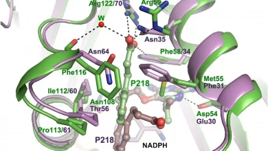 دی هیدروفولات ردوکتاز چیست و چه کاربردهایی دارد؟