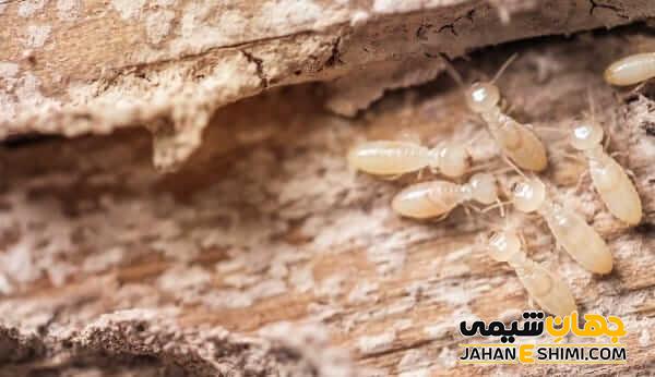 روش مبارزه با سوسک مبلمان