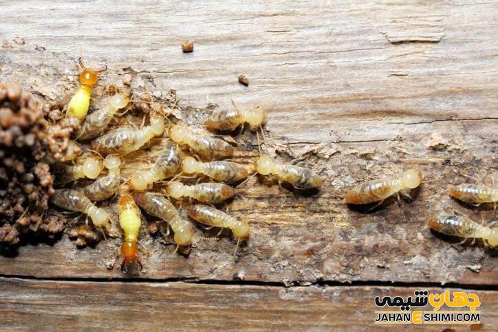 سوسک چوبخوار مبلمان چه می خورند