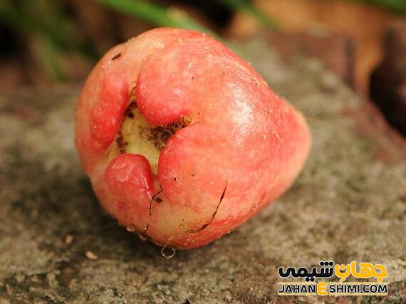 سیب آبی (Blue apple) چیست