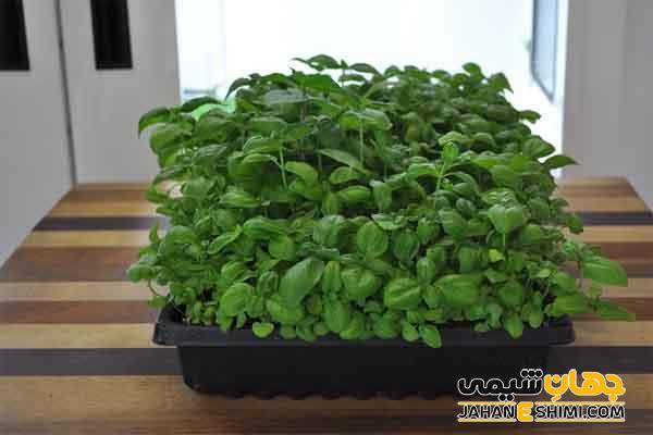 خواص درمانی سپندان چیست و چه فوایدی برای بدن دارد؟