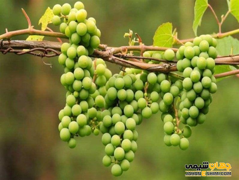 طرز تهیه ی آبغوره با کیفیت خانگی