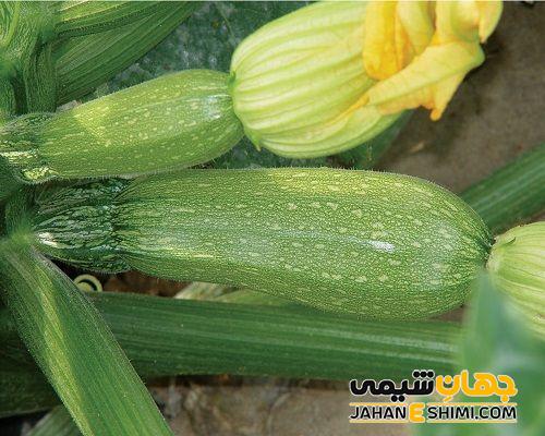 عوارض جانبی مصرف کدو سبز