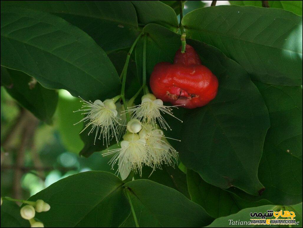 فواید و خواص سیب آبی برای سلامتی