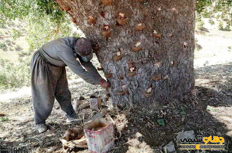 مشخصات ظاهری گیاه سقز