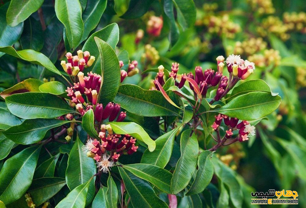مشخصات ظاهری گیاه میخک
