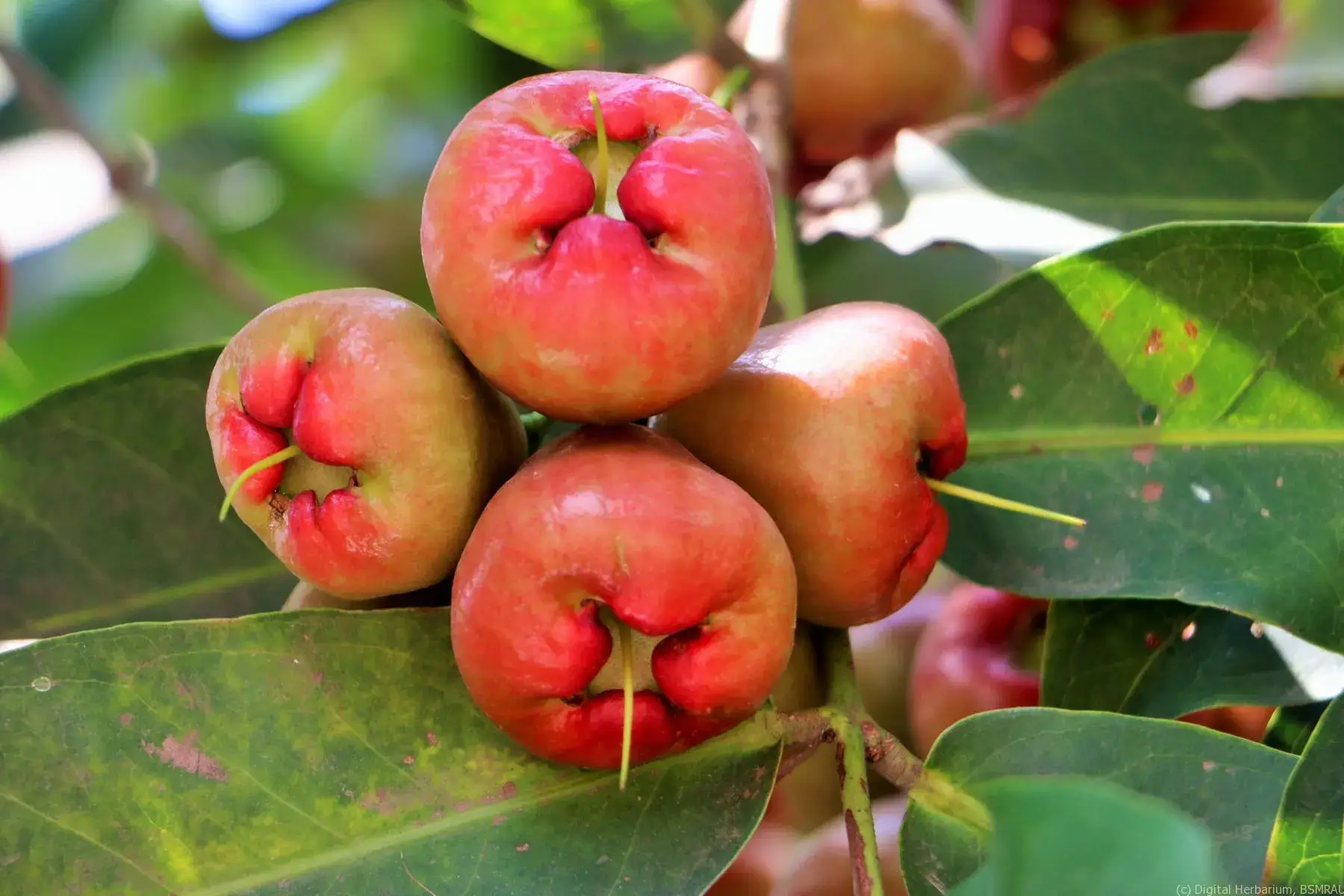 مضرات سیب آبی