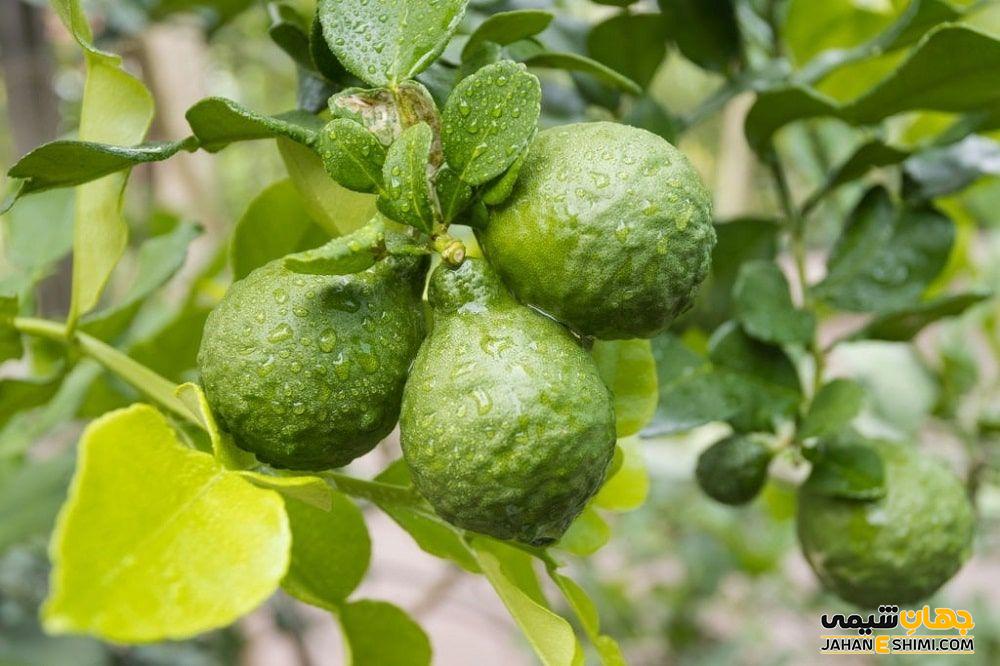 مهم ترین ترکیبات شیمیایی چای برگاموت