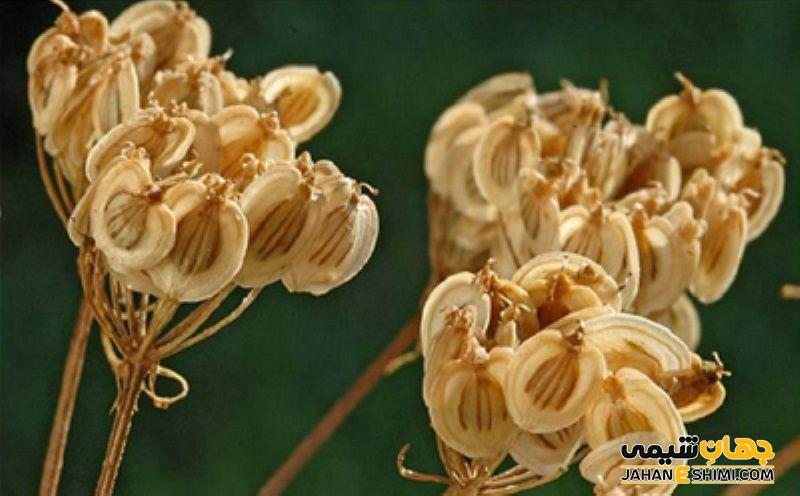 مهم ترین ترکیبات شیمیایی گیاه گلپر