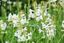 کاربرد اسانس گل مریم چیست؟ قیمت خرید و فروش آن