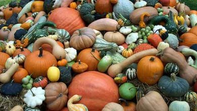 معرفی انواع کدو از نظر شکل، ظاهر و رنگ