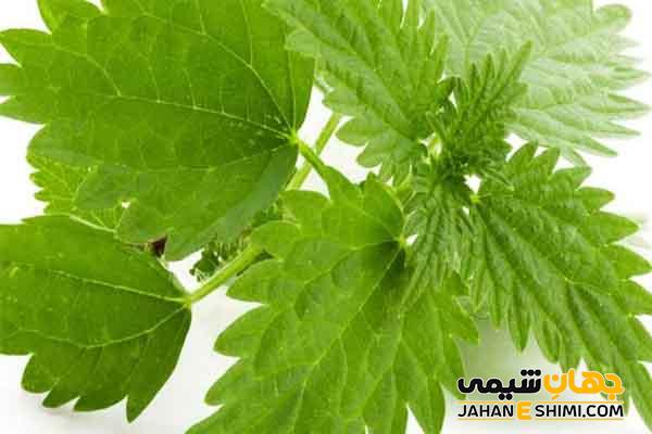 خواص تخم انجره چیست؟ فواید، کاربرد و نحوه مصرف آن