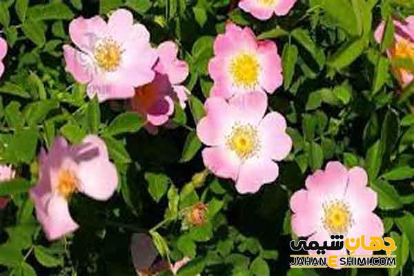 اسانس نسترن چیست و چه فواید و کاربردی دارد؟