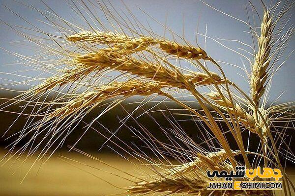 اسانس گندم چیست؟ از خواص، فواید و کاربرد های آن چه می دانیم؟