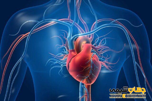 خطر ابتلا به بیماری قلبی را کاهش می دهد