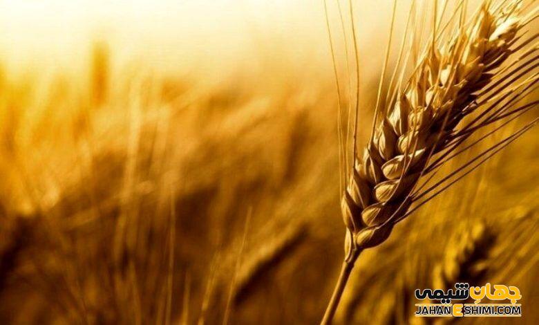 مشخصات گیاه گندم