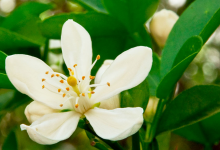 کاربرد اسانس بهار نارنج چیست؟ قیمت خری و فروش آن