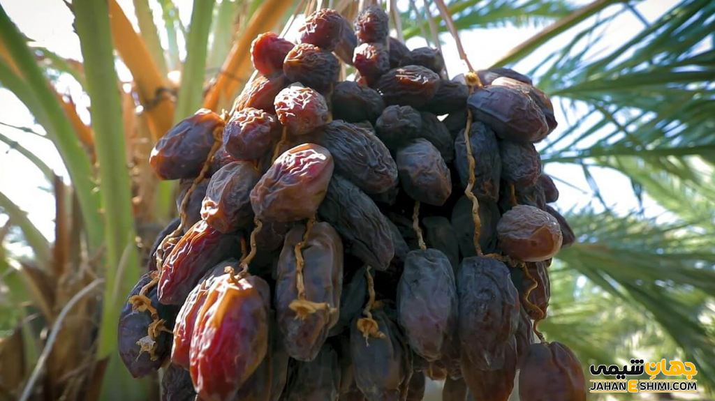 کاربرد اسانس خرما چیست؟ خواص و قیمت خرید و فروش آن