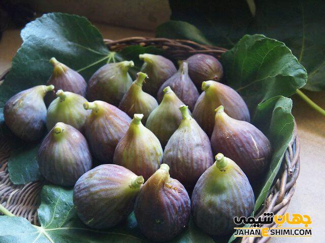 گیاه شناسی انجیر