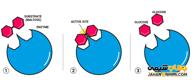 آنزیم چیست؟ 
