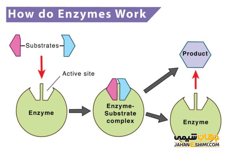 نحوه کار آنزیم ها