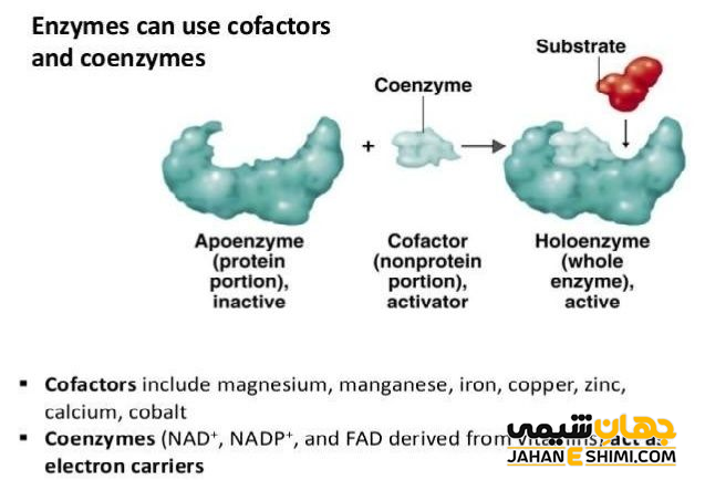 هولوآنزیم چیست و چه کاربرد و عملکردی دارد؟