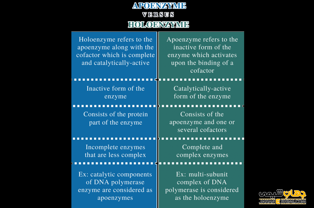 هولوآنزیم چیست و چه کاربرد و عملکردی دارد؟