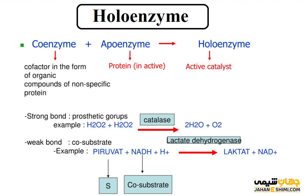هولوآنزیم چیست و چه کاربرد و عملکردی دارد؟