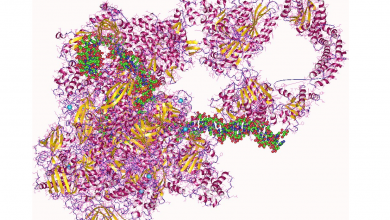 هولوآنزیم چیست و چه کاربرد و عملکردی دارد؟
