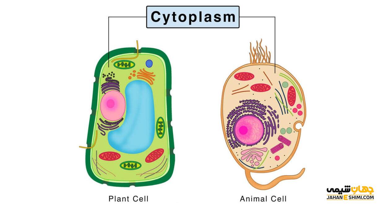 سیتوپلاسم چیست؟ - بررسی ساختار، اجزای تشکیل دهنده و وظیفه سیتوپلاسم در ...