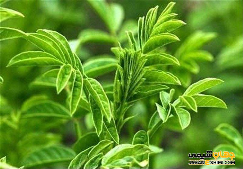 انواع گیاه شیرین بیان
