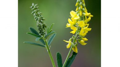 گیاه اکلیل الملک چیست؟ از خواص درمانی آن چه می دانیم؟