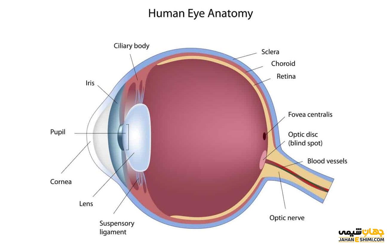 مردمک چشم چیست؟ - ساختار و بیماری های مرتبط با آن | جهان شیمی فیزیک