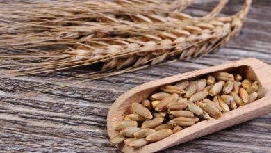 از خواص چاودار برای سلامتی، لاغری و پوست و مو چه می دانید؟