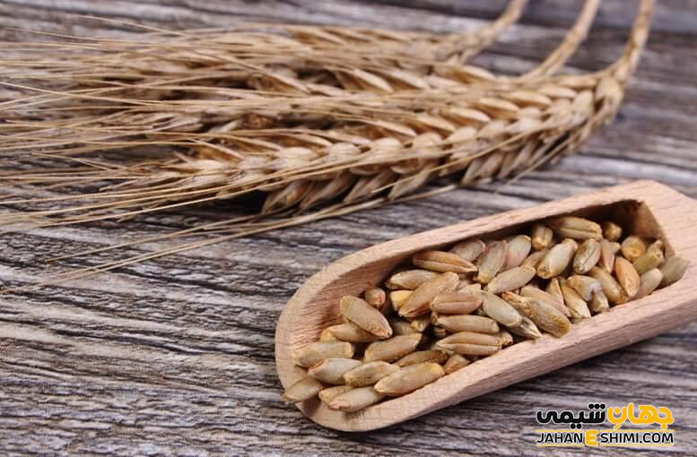 از خواص چاودار برای سلامتی، لاغری و پوست و مو چه می دانید؟
