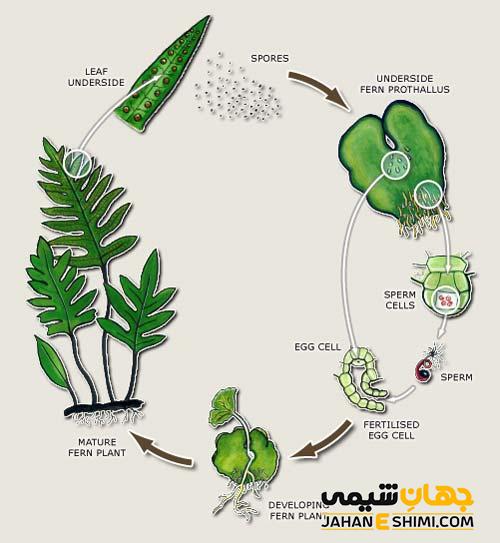 روش های تکثیر سرخس